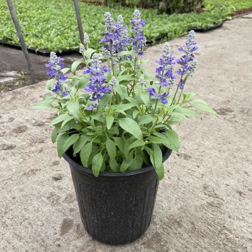 蓝花鼠尾草花园阳台庭院花镜园林绿化植物花卉好养易爆花带花