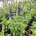 蓝花鼠尾草花园阳台庭院花镜园林绿化植物花卉好养易爆花带花