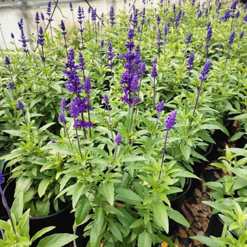 蓝花鼠尾草花园阳台庭院花镜园林绿化植物花卉好养易爆花带花