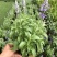 蓝花鼠尾草花园阳台庭院花镜园林绿化植物花卉好养易爆花带花