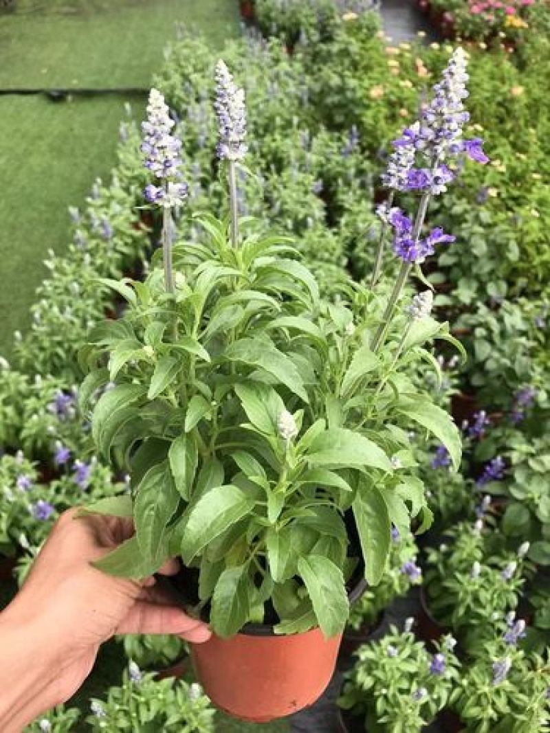 蓝花鼠尾草花园阳台庭院花镜园林绿化植物花卉好养易爆花带花