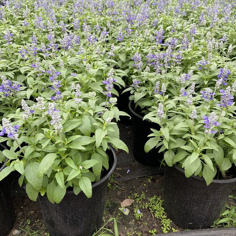 蓝花鼠尾草花园阳台庭院花镜园林绿化植物花卉好养易爆花带花