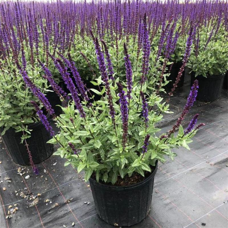 蓝花鼠尾草花园阳台庭院花镜园林绿化植物花卉好养易爆花带花