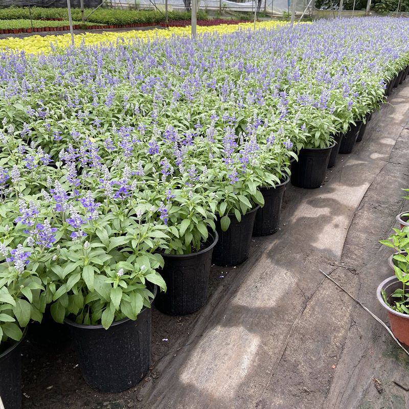 蓝花鼠尾草花园阳台庭院花镜园林绿化植物花卉好养易爆花带花