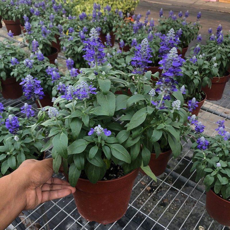 蓝花鼠尾草花园阳台庭院花镜园林绿化植物花卉好养易爆花带花