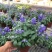 蓝花鼠尾草花园阳台庭院花镜园林绿化植物花卉好养易爆花带花