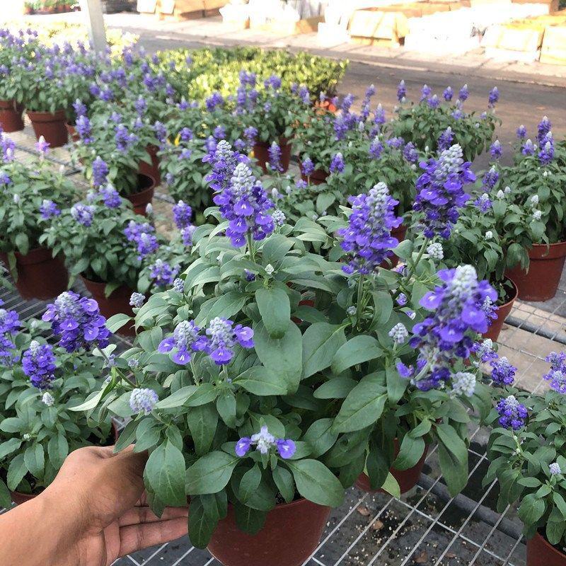 蓝花鼠尾草花园阳台庭院花镜园林绿化植物花卉好养易爆花带花