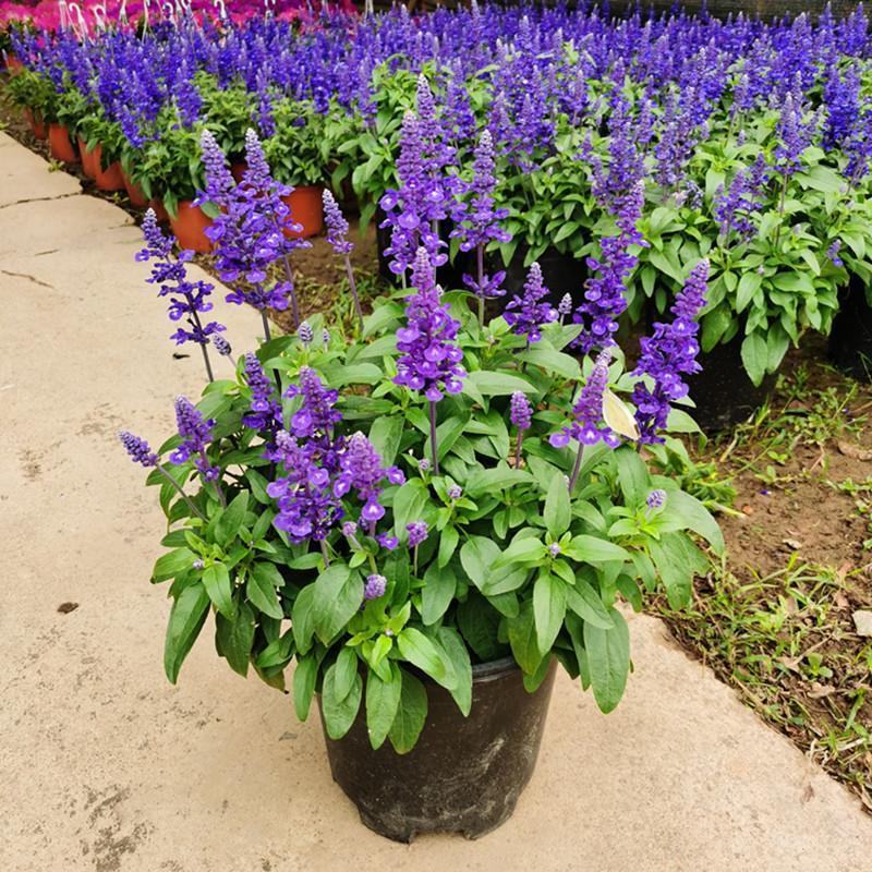 蓝花鼠尾草花园阳台庭院花镜园林绿化植物花卉好养易爆花带花