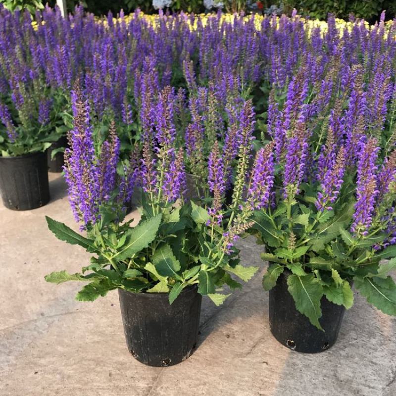 蓝花鼠尾草花园阳台庭院花镜园林绿化植物花卉好养易爆花带花