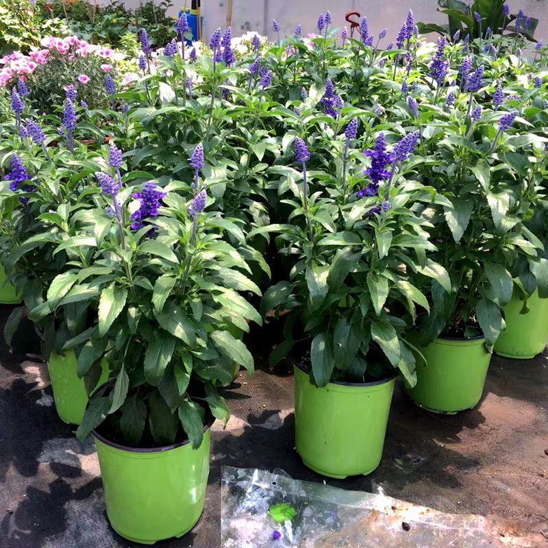 蓝花鼠尾草花园阳台庭院花镜园林绿化植物花卉好养易爆花带花
