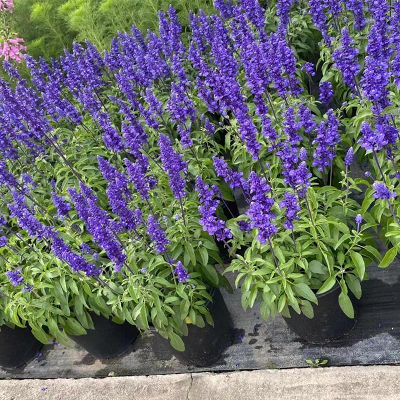蓝花鼠尾草花园阳台庭院花镜园林绿化植物花卉好养易爆花带花