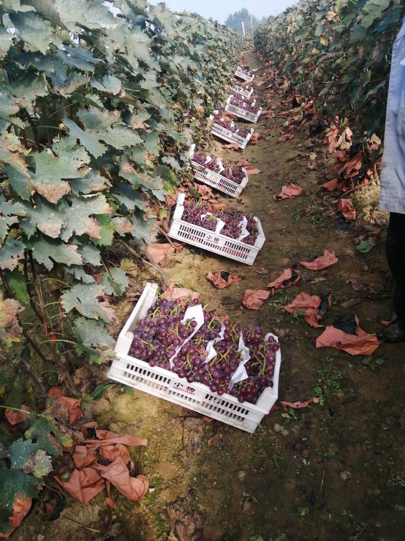 巨峰葡萄热卖中