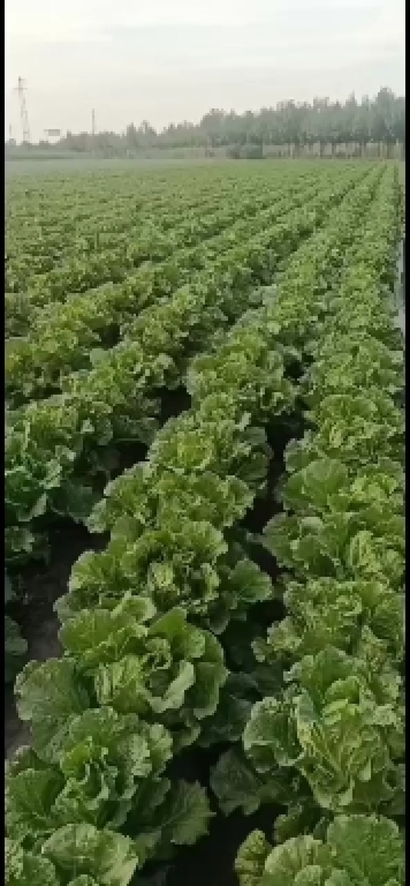 平度黄心大白菜大量上市，棵大圆正，包心结实