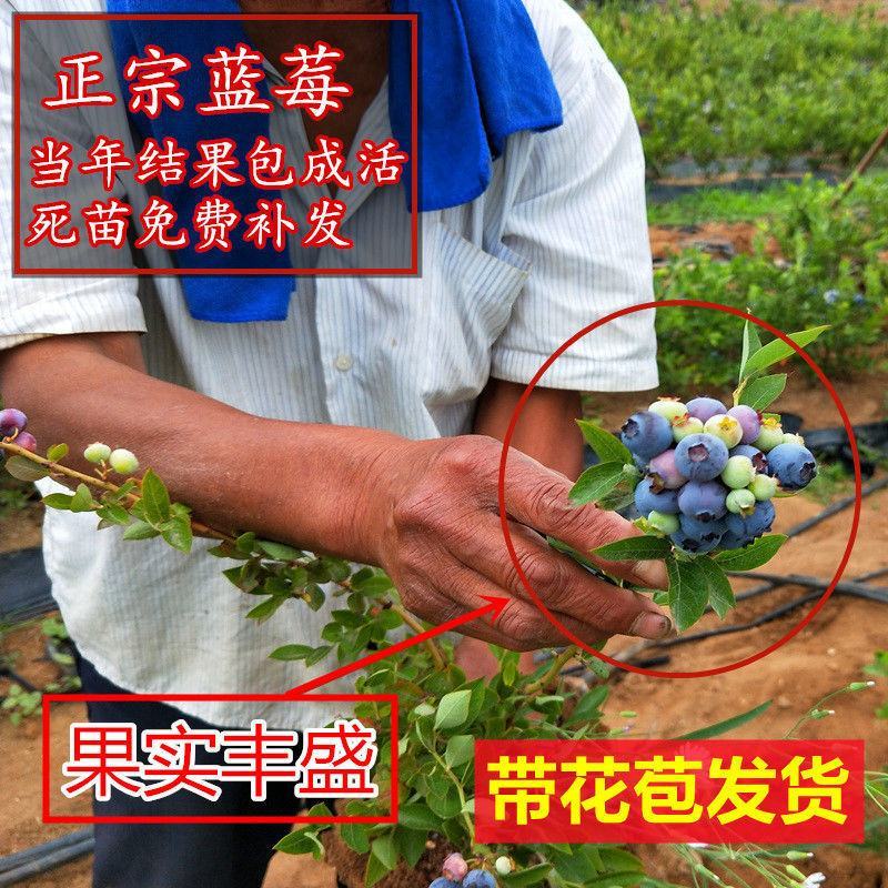 蓝莓苗早熟大果新品种薄雾莱克西蓝莓树苗南北方种植当年结果