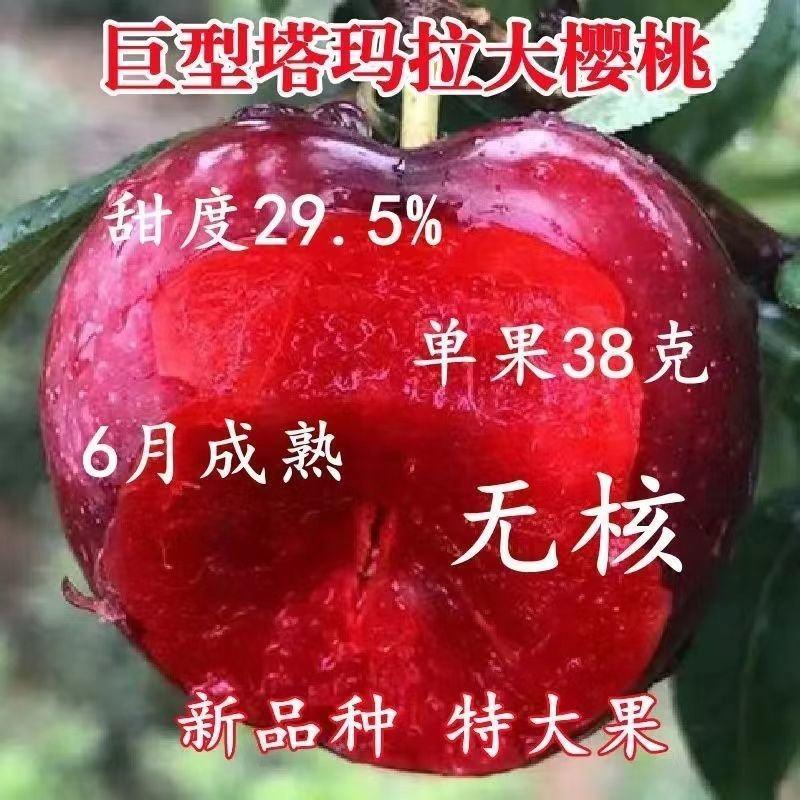巨型塔玛拉大樱桃树苗樱桃苖南北方种植当年结果樱桃苗