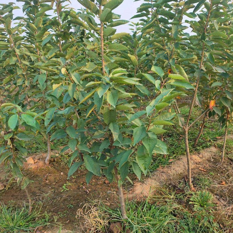 黄蜜水晶樱桃树南北方种植樱桃苗当年结果樱桃树苗车厘子苗