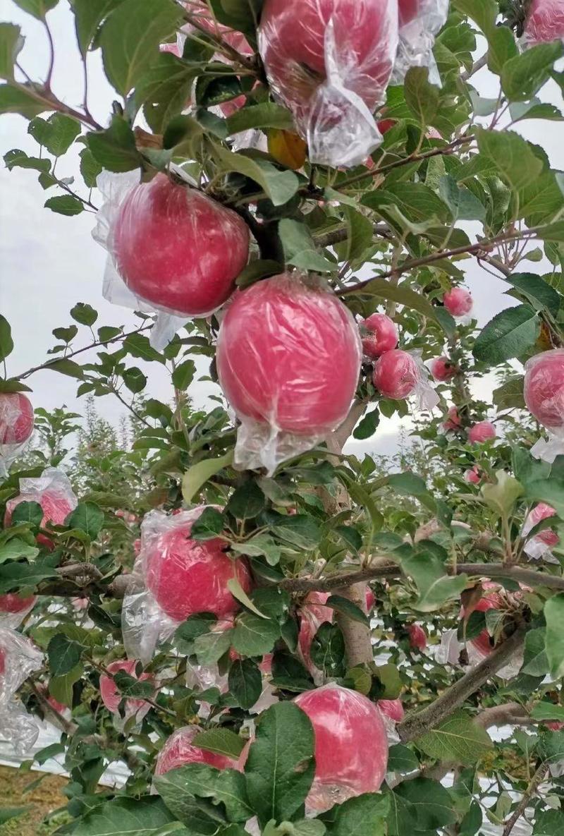 山东膜袋红富士苹果产地一手货源充足价格美丽75以上1.2