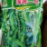 蚕豆种子特大高产大粒罗汉豆种籽春秋冬季播种早熟耐寒本地胡
