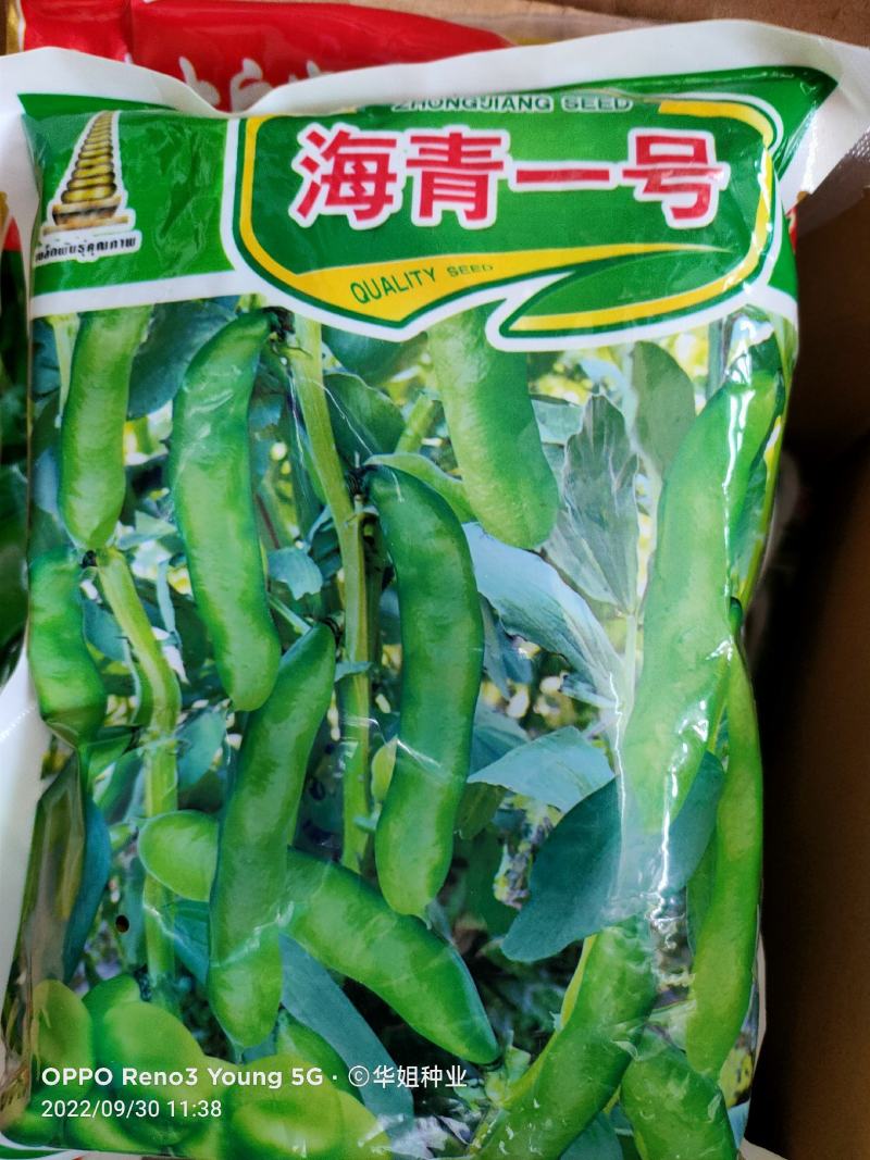 蚕豆种子特大高产大粒罗汉豆种籽春秋冬季播种早熟耐寒本地胡