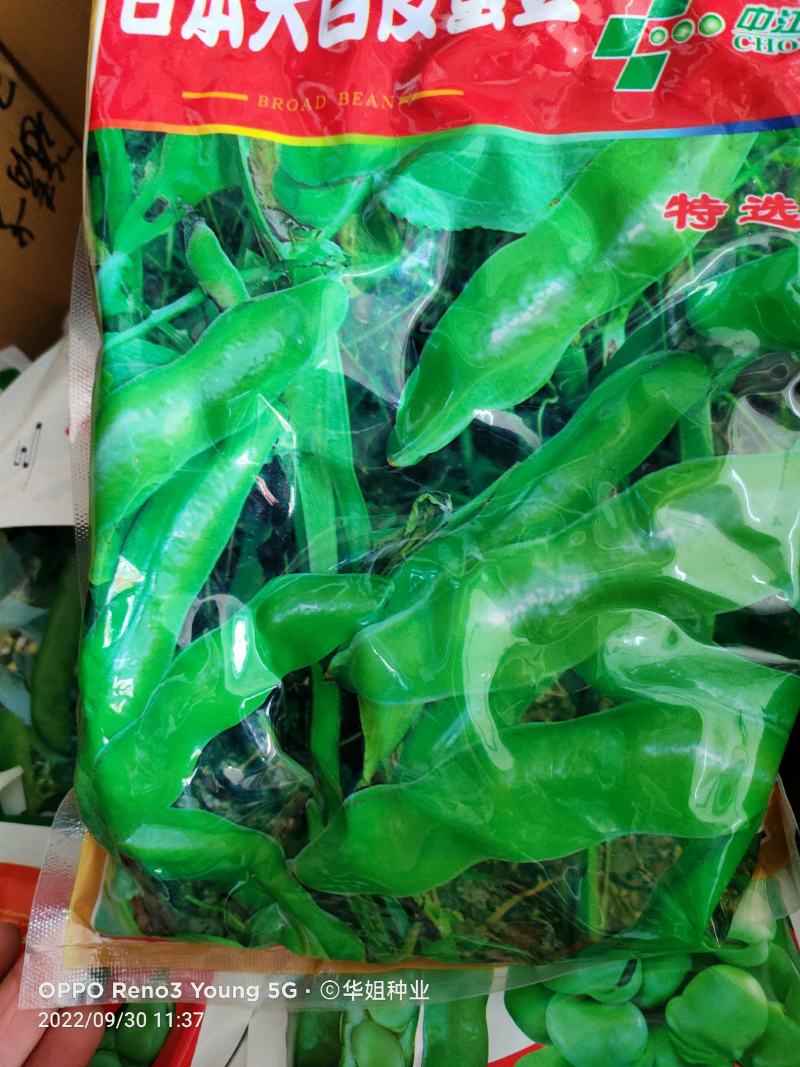 蚕豆种子特大高产大粒罗汉豆种籽春秋冬季播种早熟耐寒本地胡