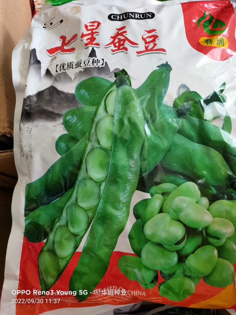 蚕豆种子特大高产大粒罗汉豆种籽春秋冬季播种早熟耐寒本地胡