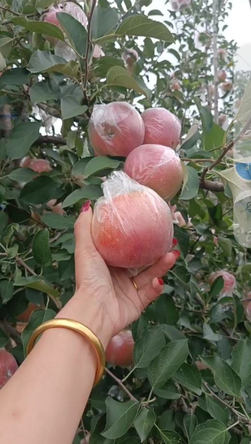 【开始入库】山东膜袋纸袋红富士苹果大量采摘手选货