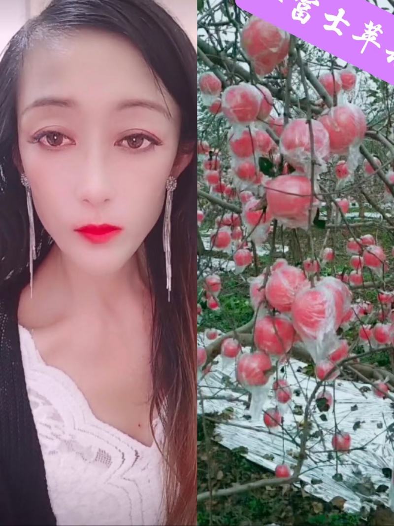 【开始入库】山东膜袋纸袋红富士苹果大量采摘手选货