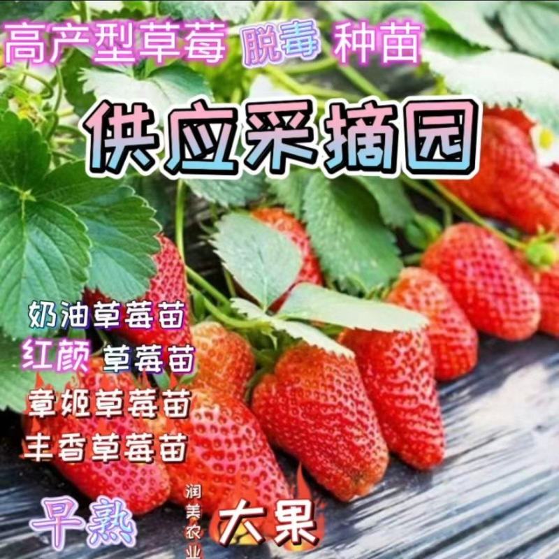 【实力】草莓苗红颜草莓苗脱毒种苗大果纯甜提供技术