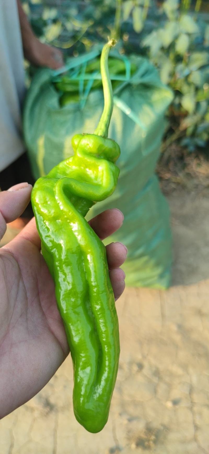 万亩薄皮辣椒大量上市中，需要多少都有，随时上货