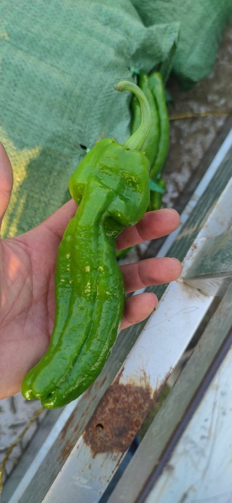 万亩薄皮辣椒大量上市中，需要多少都有，随时上货