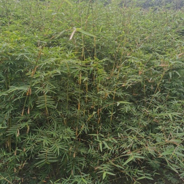 凤尾竹地笼子批发基地，数量多，苗圃种植，可以发各地区，专