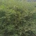 凤尾竹地笼子批发基地，数量多，苗圃种植，可以发各地区，专