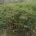 凤尾竹地笼子批发基地，数量多，苗圃种植，可以发各地区，专