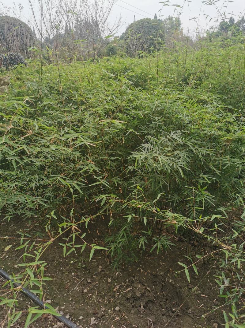 凤尾竹地笼子批发基地，数量多，苗圃种植，可以发各地区，专