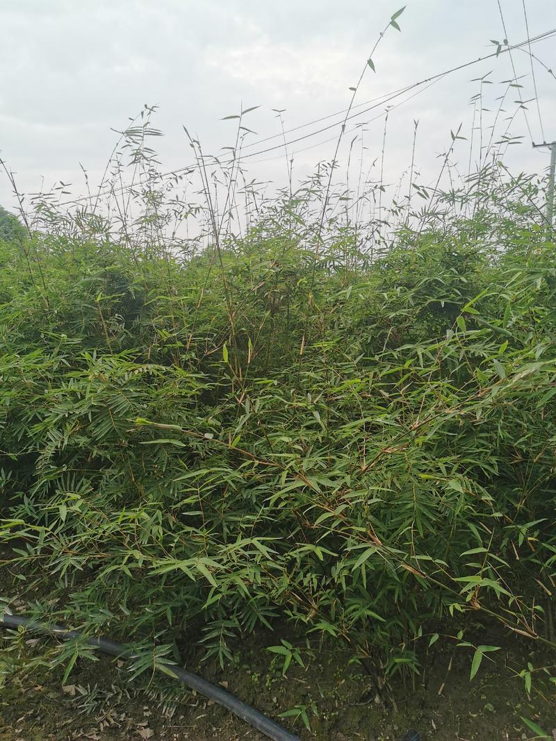 凤尾竹地笼子批发基地，数量多，苗圃种植，可以发各地区，专