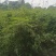 凤尾竹地笼子批发基地，数量多，苗圃种植，可以发各地区，专