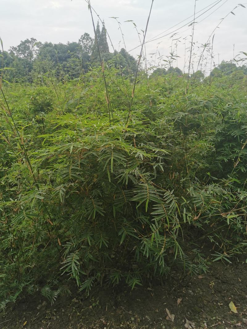 凤尾竹地笼子批发基地，数量多，苗圃种植，可以发各地区，专