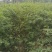 凤尾竹地笼子批发基地，数量多，苗圃种植，可以发各地区，专
