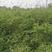 凤尾竹地笼子批发基地，数量多，苗圃种植，可以发各地区，专