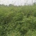 凤尾竹地笼子批发基地，数量多，苗圃种植，可以发各地区，专