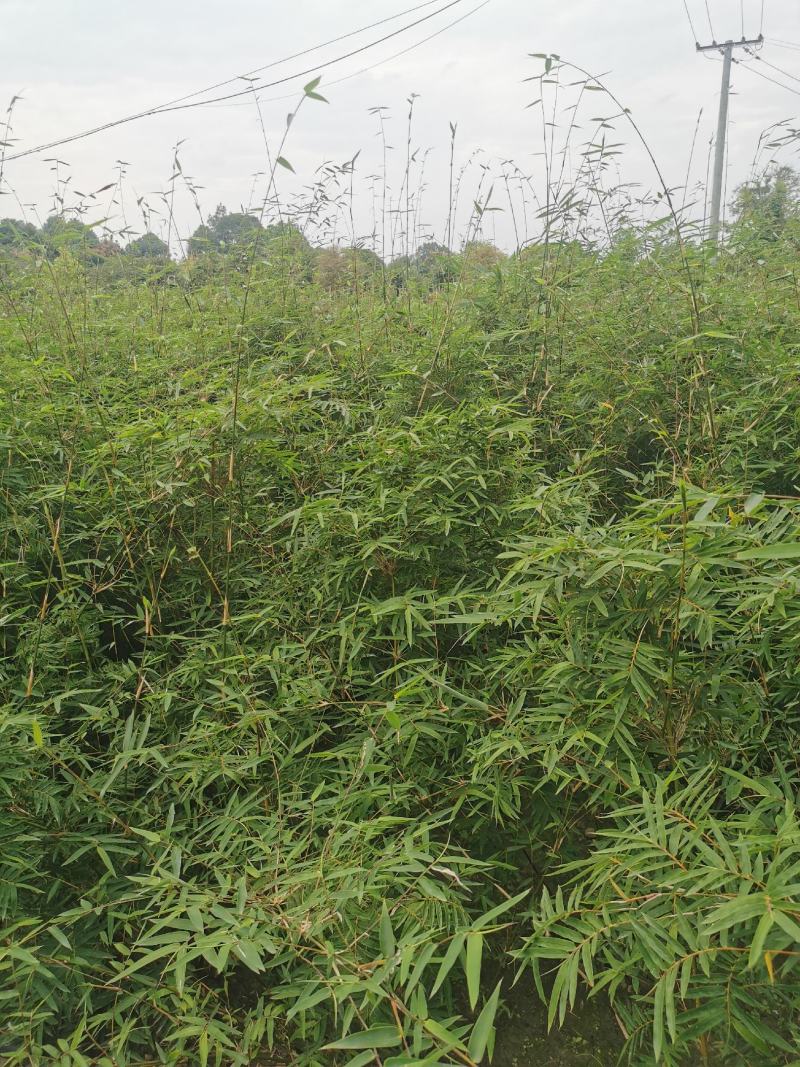 凤尾竹地笼子批发基地，数量多，苗圃种植，可以发各地区，专