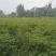 凤尾竹地笼子批发基地，数量多，苗圃种植，可以发各地区，专