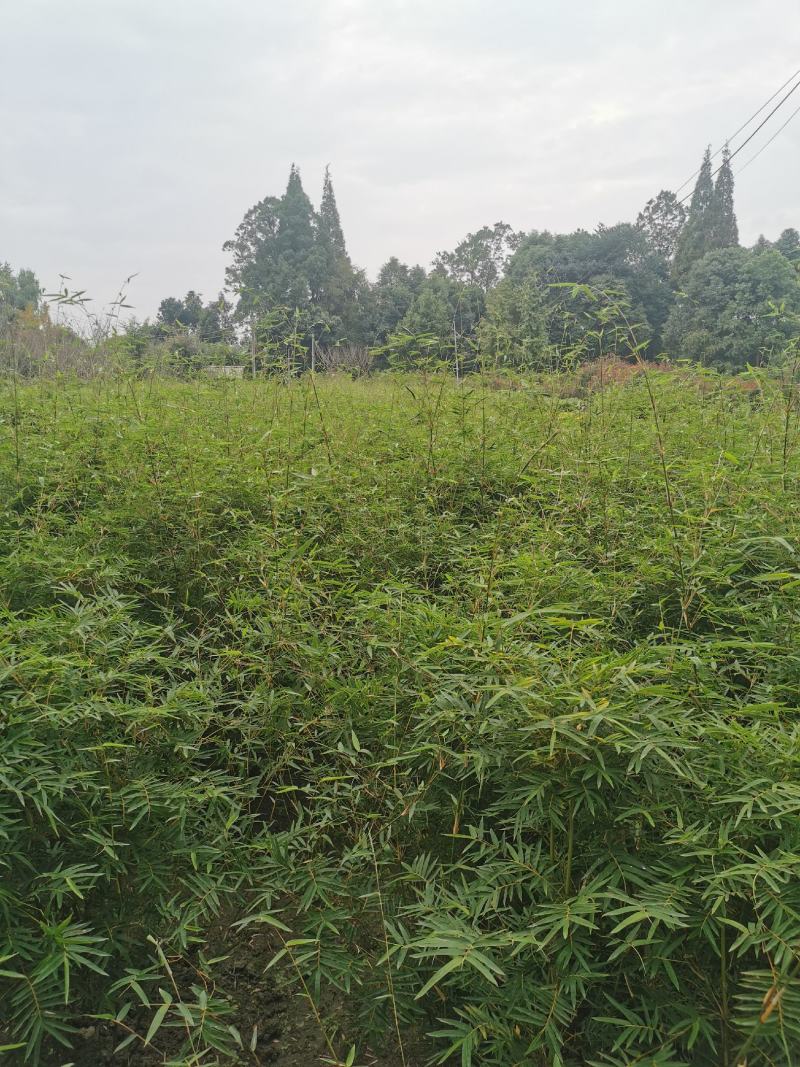 凤尾竹地笼子批发基地，数量多，苗圃种植，可以发各地区，专