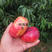 处理34公分粗度嫁接的品种桃树苗几万株