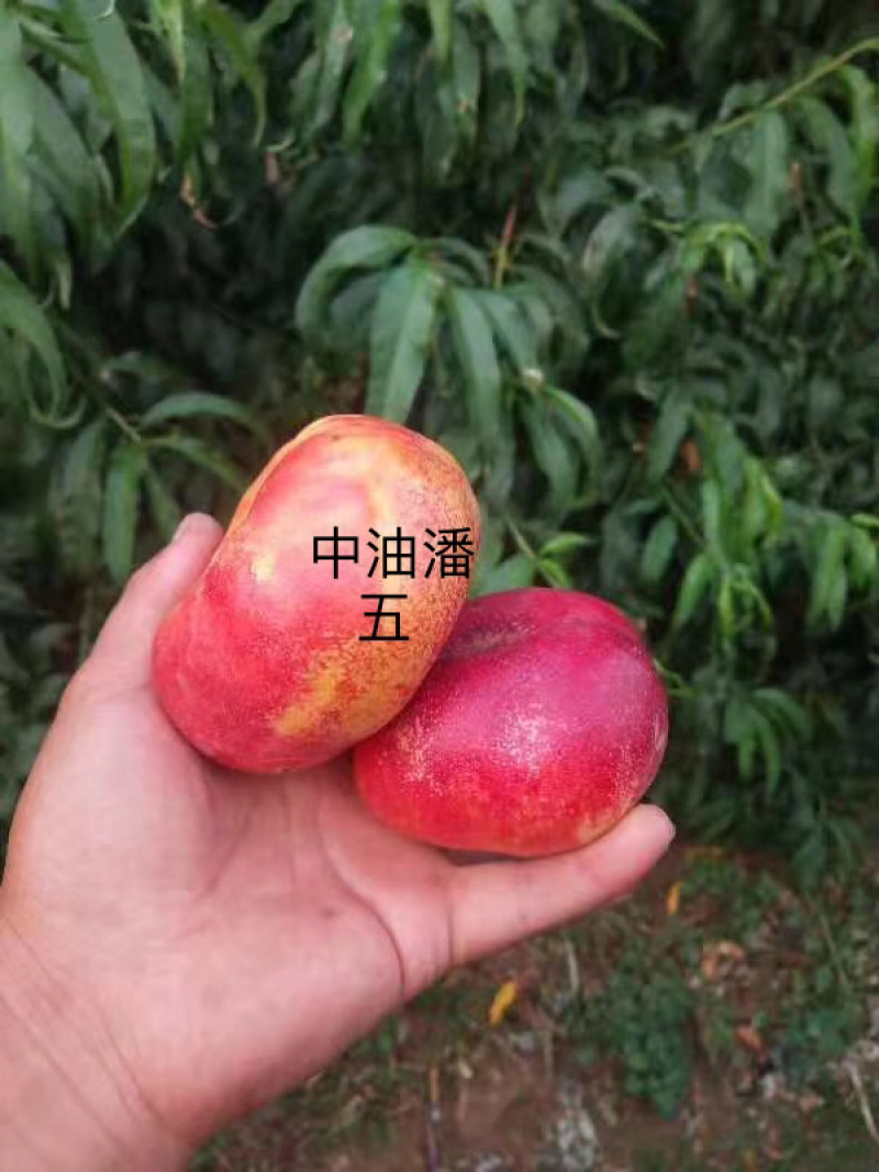 处理34公分粗度嫁接的品种桃树苗几万株