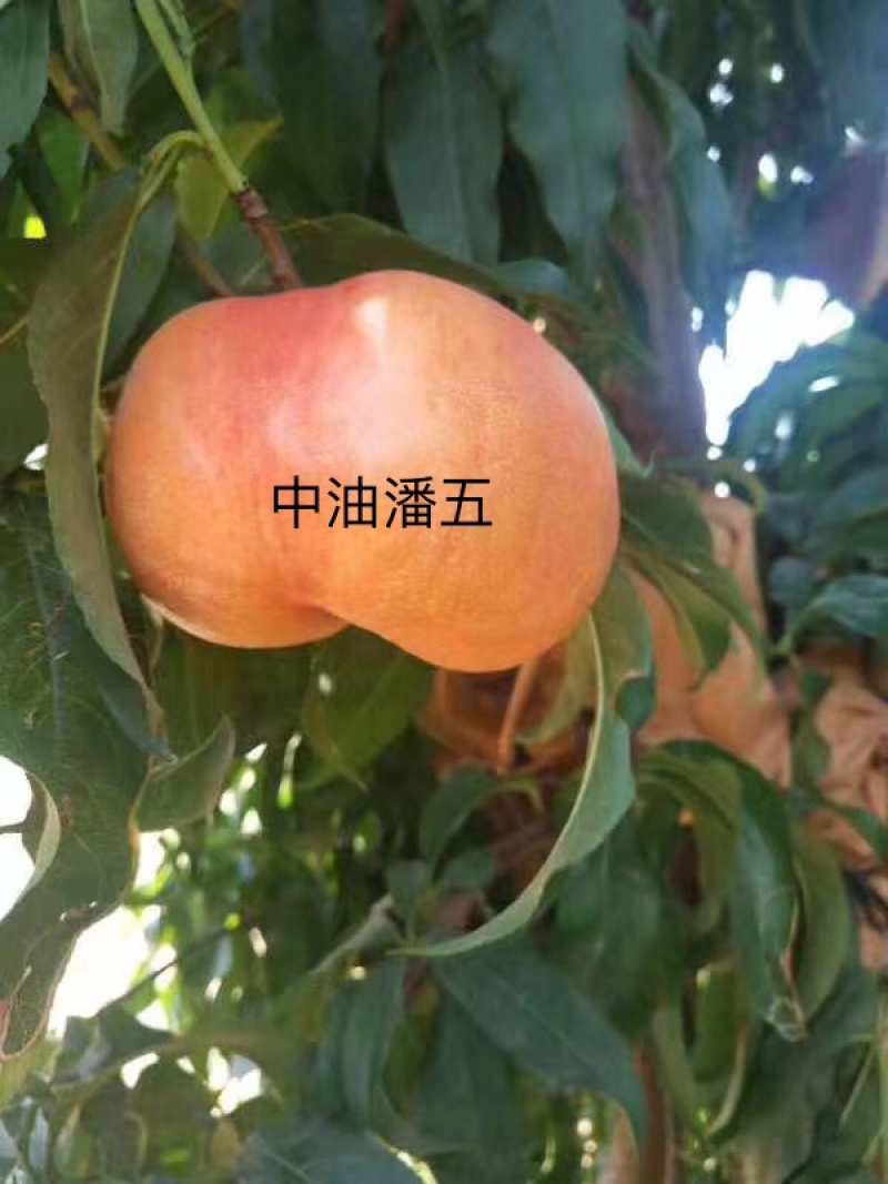 处理34公分粗度嫁接的品种桃树苗几万株