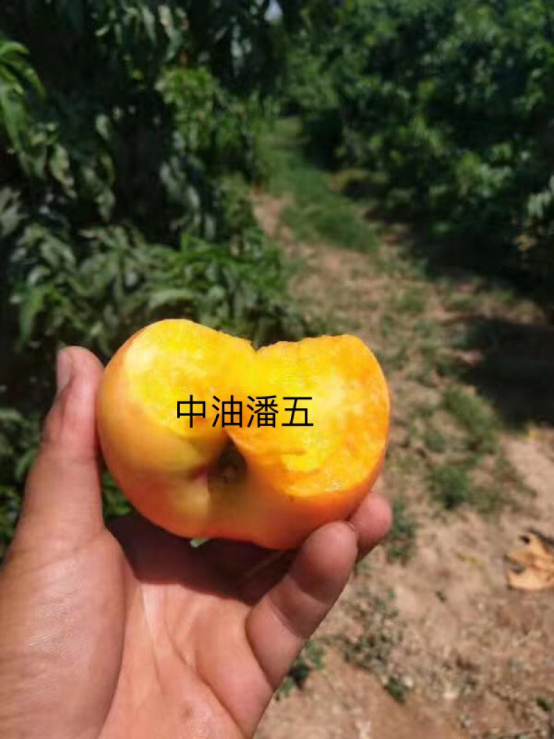 处理34公分粗度嫁接的品种桃树苗几万株