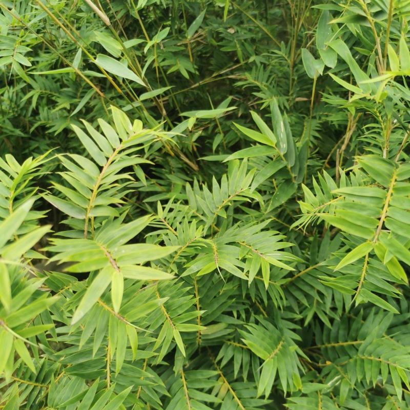 栖凤竹的批发基地，袋苗杯苗栖凤竹，数量多，专上工程的竹子