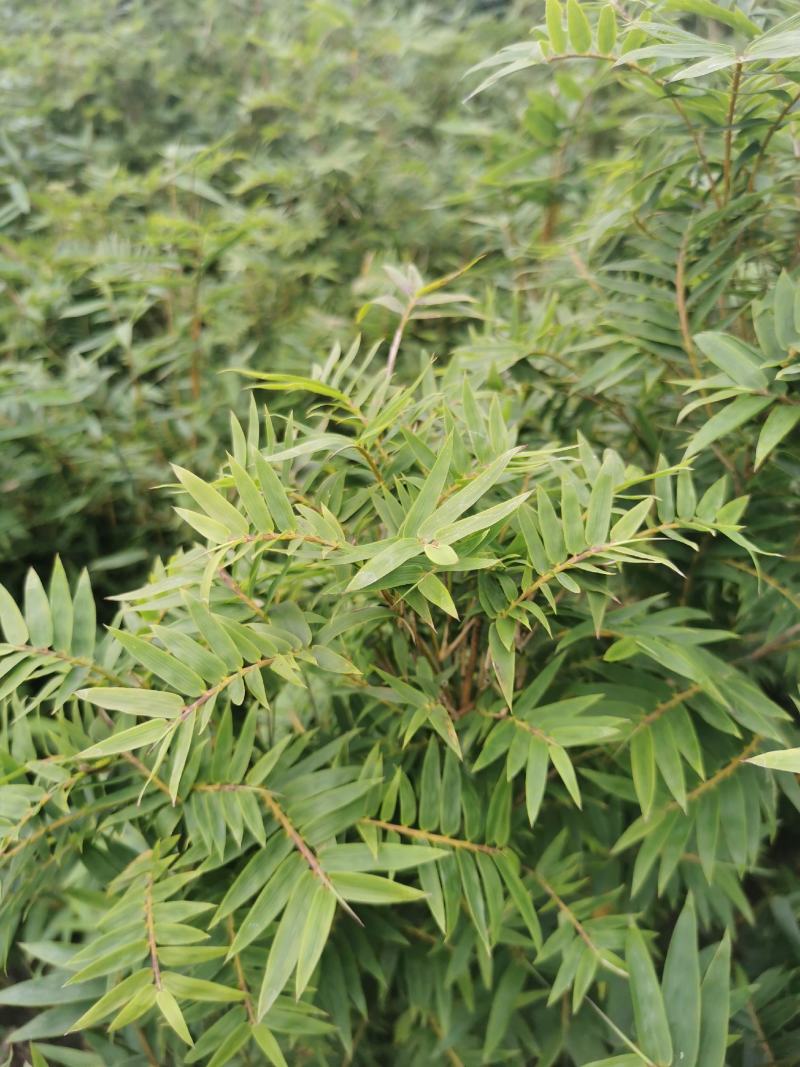 栖凤竹的批发基地，袋苗杯苗栖凤竹，数量多，专上工程的竹子