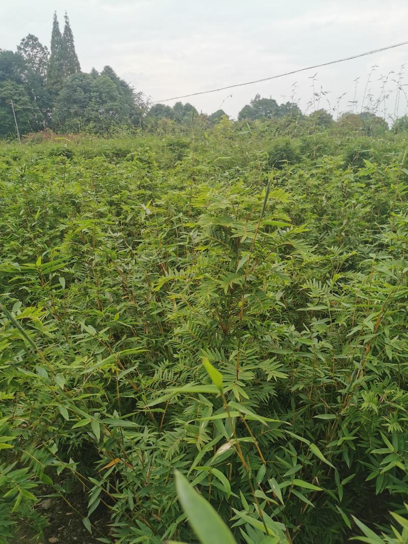 栖凤竹的批发基地，袋苗杯苗栖凤竹，数量多，专上工程的竹子